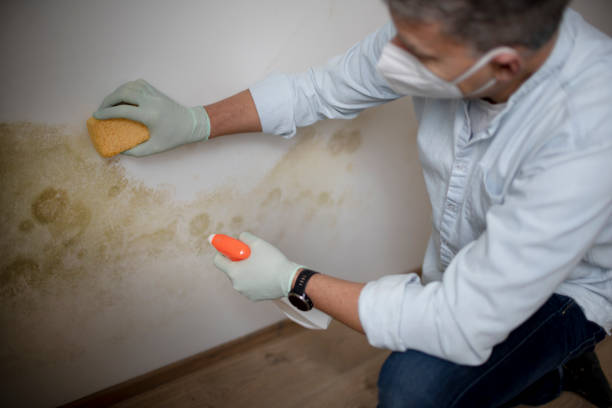 Best Black Mold Removal  in , NJ